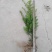 东北种子种植红豆杉10年以上