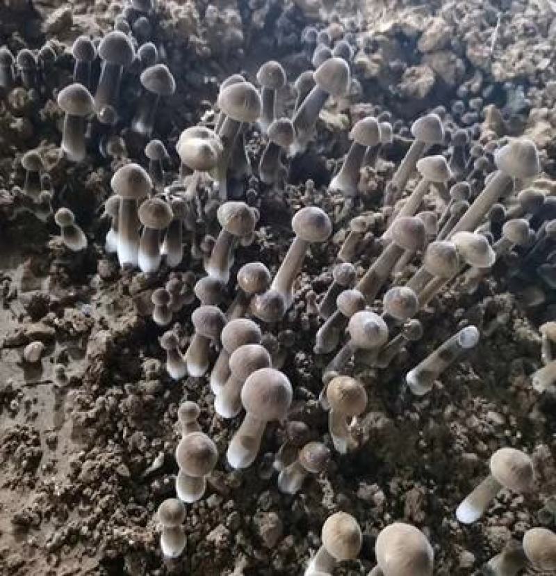 黑皮鸡枞菌包黑皮鸡枞菌包黑皮鸡枞菌棒黑皮鸡枞菌种
