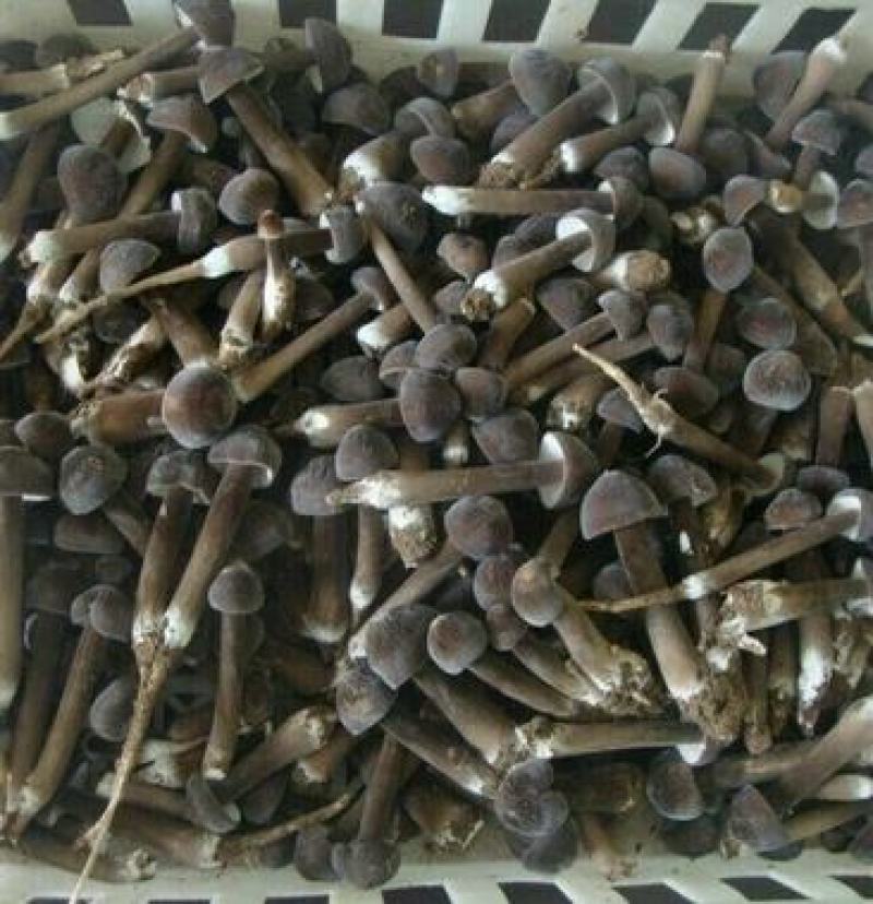 黑皮鸡枞菌包黑皮鸡枞菌包黑皮鸡枞菌棒黑皮鸡枞菌种