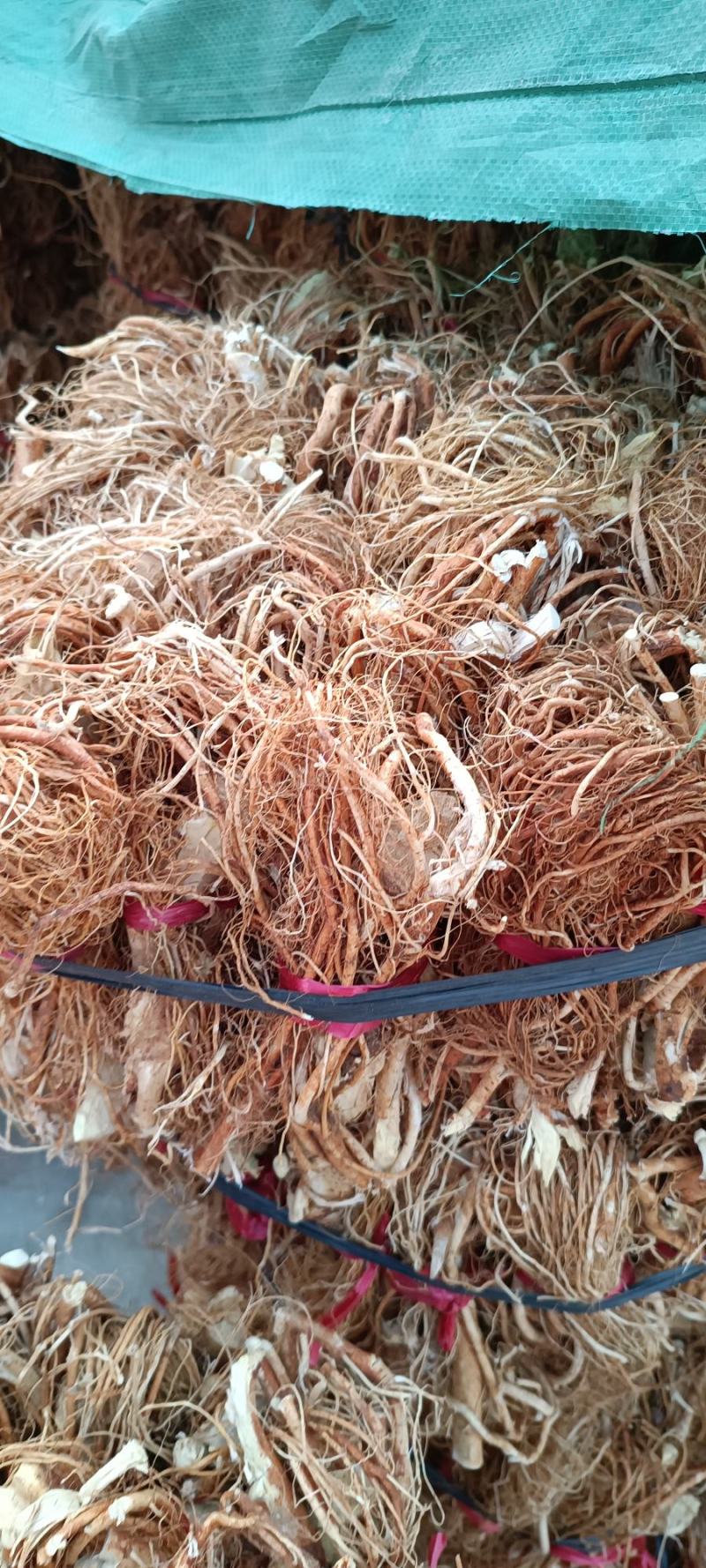 五指毛桃干货，一手源产地，香味浓，无硫，手工漂亮