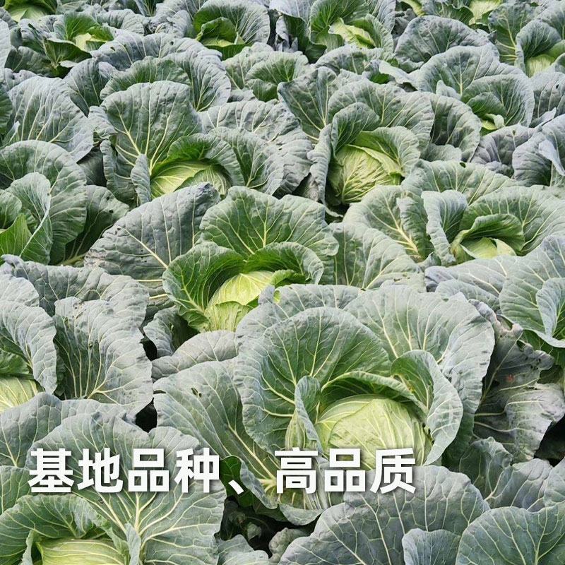 陕西三原县春季甘蓝大量上市，欢迎各位老板进店选购。