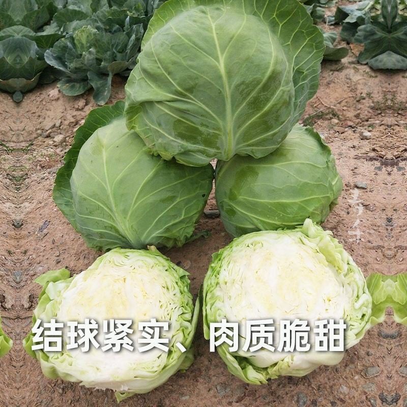 陕西三原县春季甘蓝大量上市，欢迎各位老板进店选购。