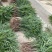 棕榈树棕树苗棕苞苗棕苞荷包棕食用棕苞苗量大包邮