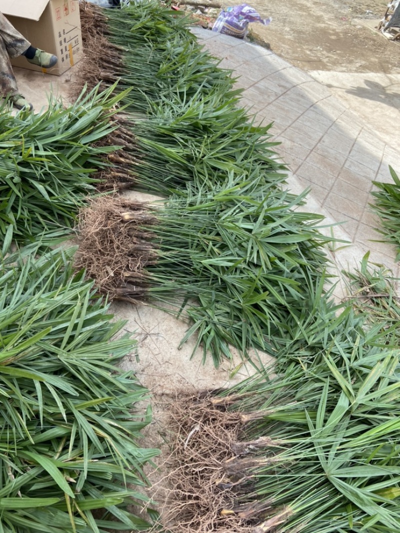 棕榈树棕树苗棕苞苗棕苞荷包棕食用棕苞苗量大包邮