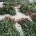 棕榈树棕树苗棕苞苗棕苞荷包棕食用棕苞苗量大包邮