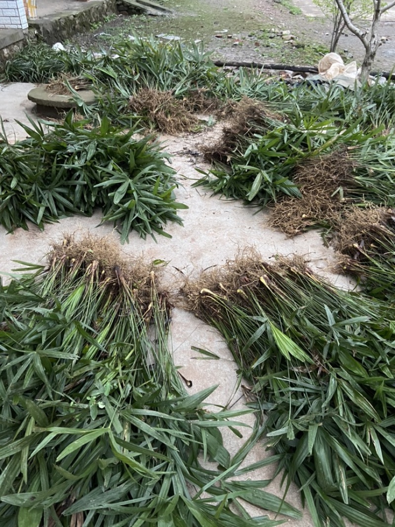 棕榈树棕树苗棕苞苗棕苞荷包棕食用棕苞苗量大包邮