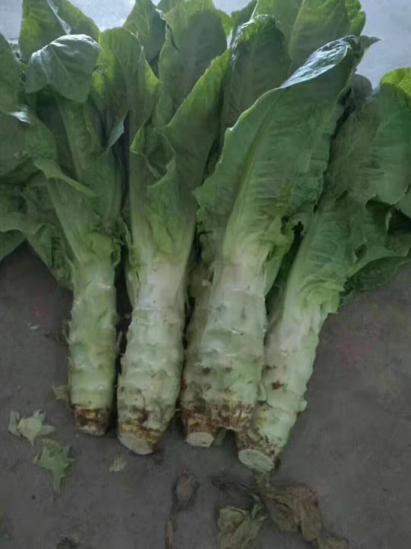 【精品】莴笋大量上市，欢迎新老顾客进店咨询选购。