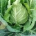 甘蓝中甘牛心菜鸡心菜莲花白寒将军支持全国发货