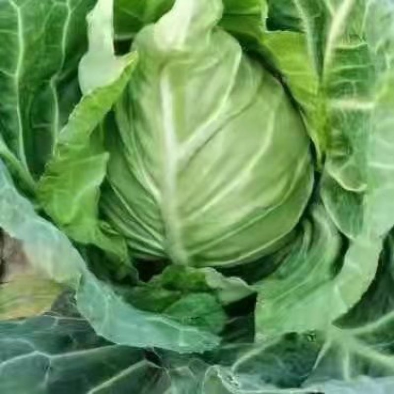 甘蓝中甘牛心菜鸡心菜莲花白寒将军支持全国发货