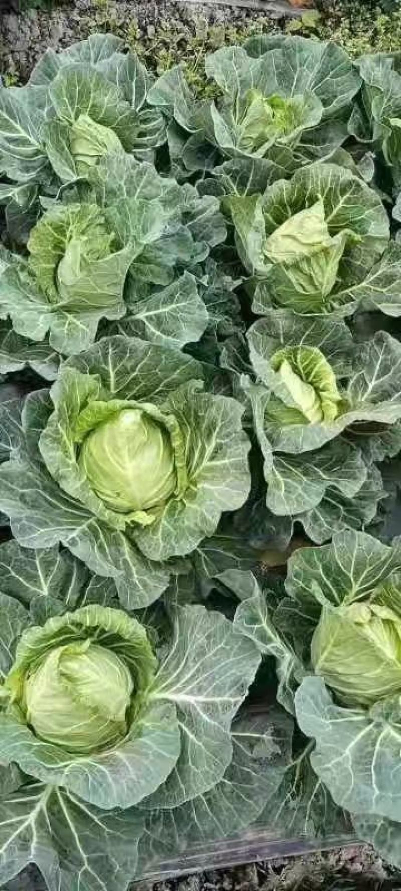 甘蓝中甘牛心菜鸡心菜莲花白寒将军支持全国发货