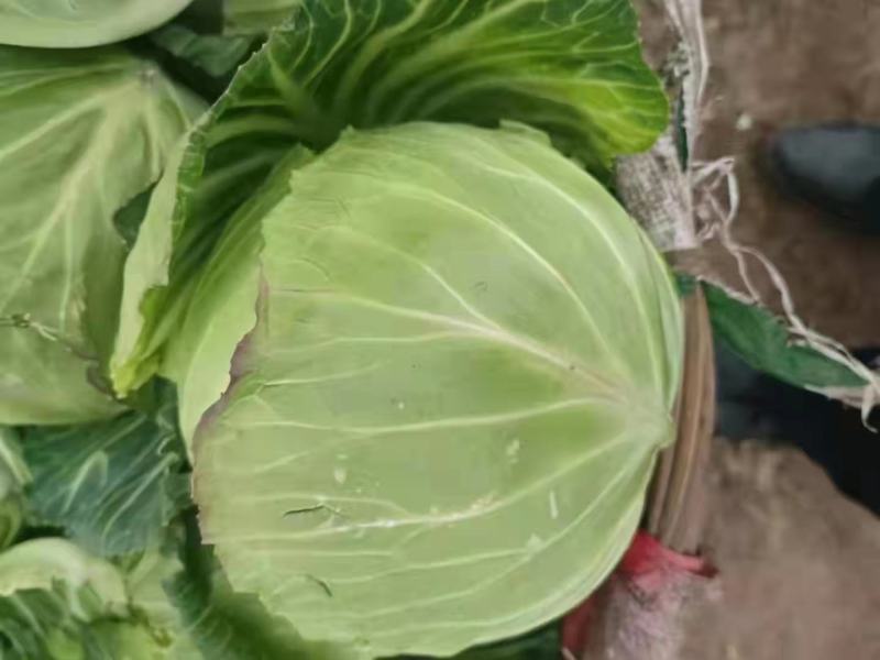 甘蓝中甘牛心菜鸡心菜莲花白寒将军支持全国发货