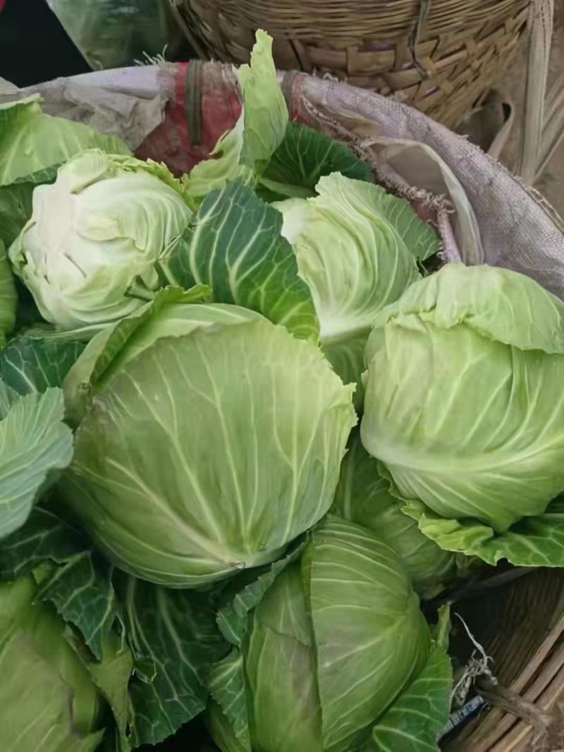 甘蓝中甘牛心菜鸡心菜莲花白寒将军支持全国发货