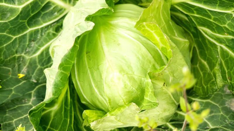 甘蓝中甘牛心菜鸡心菜莲花白寒将军支持全国发货