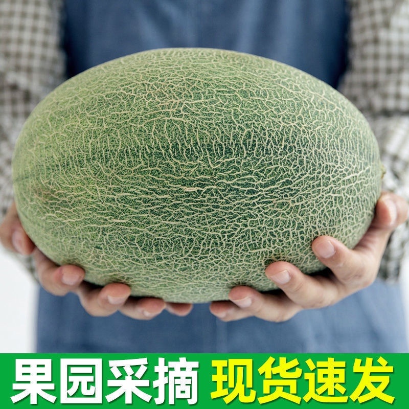 【西州蜜】精品西州蜜瓜新鲜采摘皮薄肉厚欢迎采购