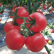 粉色大果番茄种子寿光大棚高产抗病毒抗死棵西红柿蔬菜籽种苗