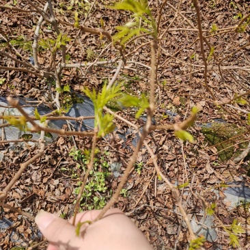 今天是3月30号藤茶，4月2号就可以采摘啦