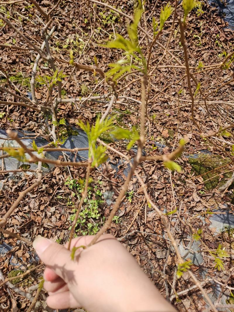 今天是3月30号藤茶，4月2号就可以采摘啦