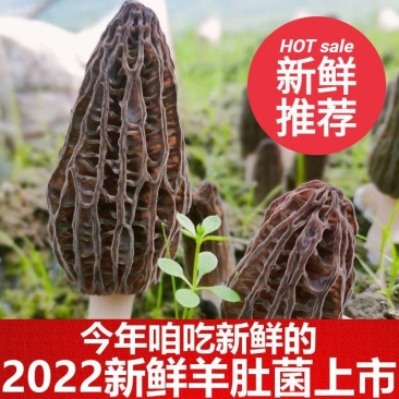 【现采现发】产地一手货源批发羊肚菌羊肚菇特级蘑菇食用菌