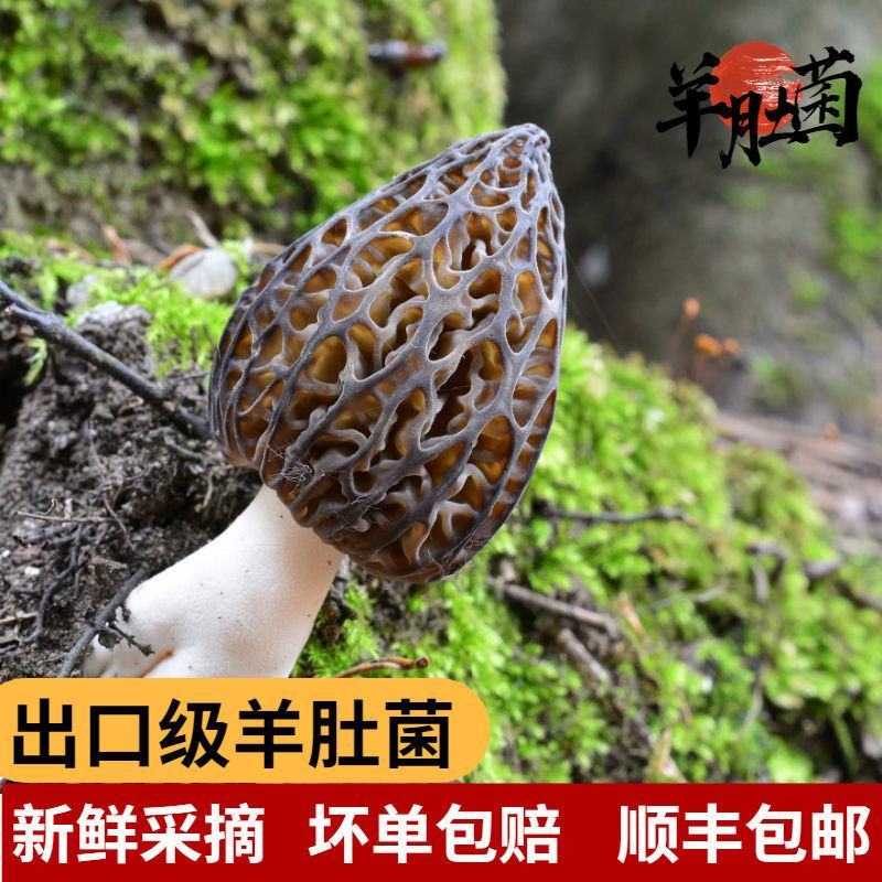 【现采现发】产地一手货源批发羊肚菌羊肚菇特级蘑菇食用菌