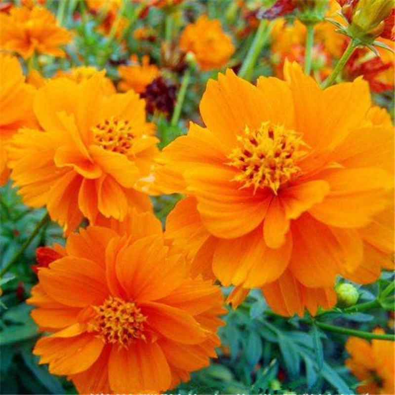硫华菊种子，四季种植花海名宿景观绿化花卉种子硫华菊花种子