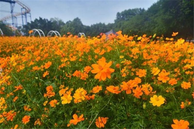 硫华菊种子，四季种植花海名宿景观绿化花卉种子硫华菊花种子