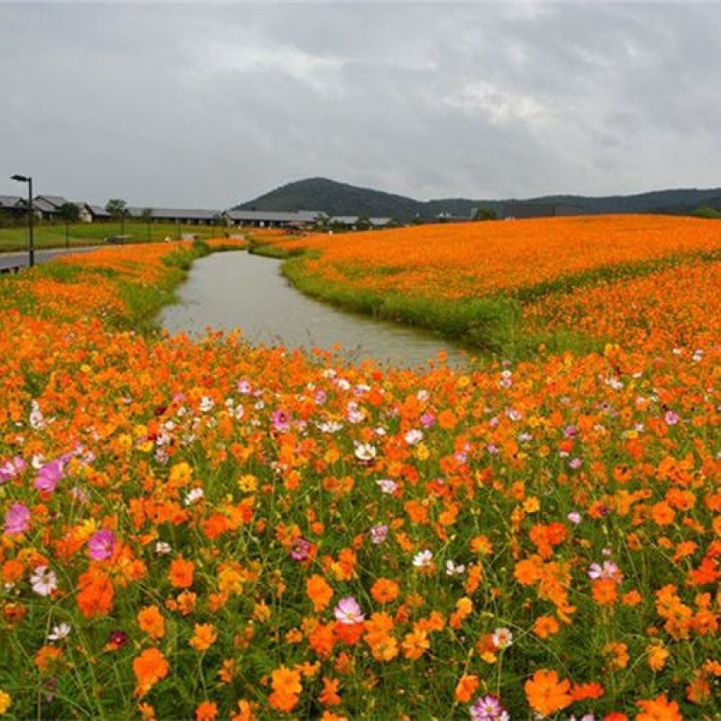 硫华菊种子，四季种植花海名宿景观绿化花卉种子硫华菊花种子