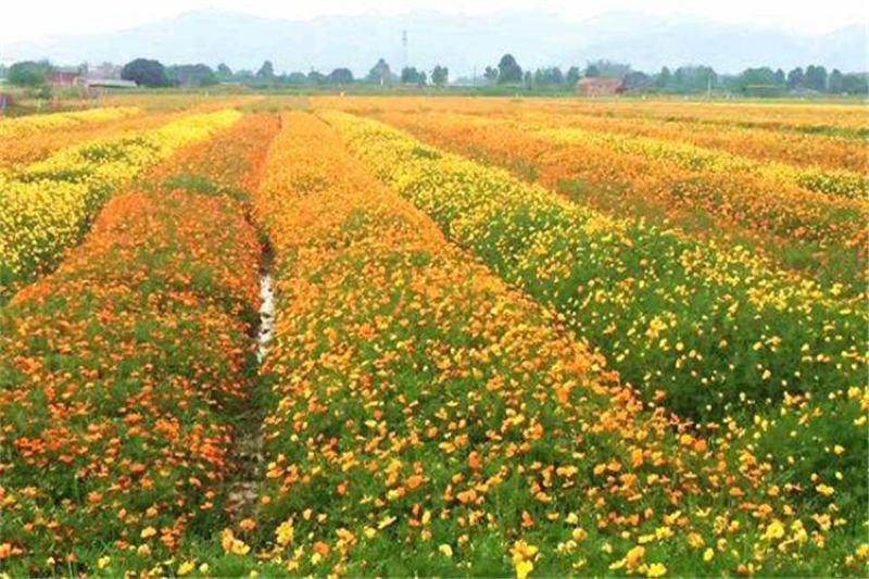 硫华菊种子，四季种植花海名宿景观绿化花卉种子硫华菊花种子