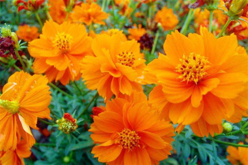 硫华菊种子，四季种植花海名宿景观绿化花卉种子硫华菊花种子