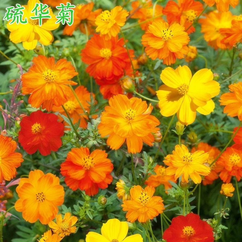 硫华菊种子，四季种植花海名宿景观绿化花卉种子硫华菊花种子