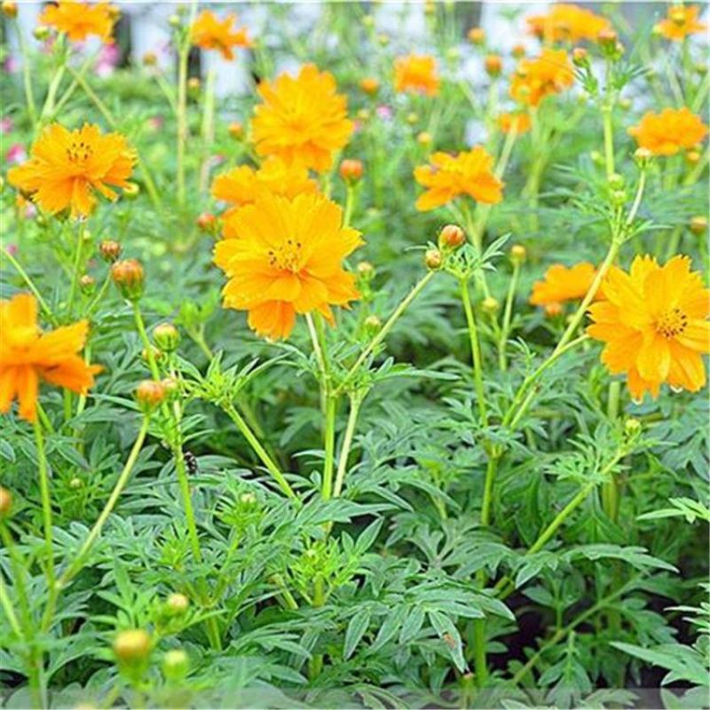 硫华菊种子，四季种植花海名宿景观绿化花卉种子硫华菊花种子
