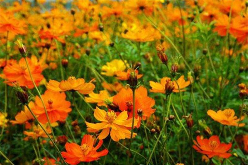 硫华菊种子，四季种植花海名宿景观绿化花卉种子硫华菊花种子