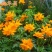 硫华菊种子，四季种植花海名宿景观绿化花卉种子硫华菊花种子