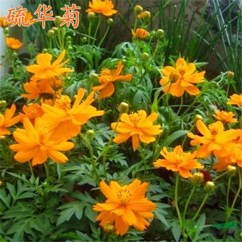 硫华菊种子，四季种植花海名宿景观绿化花卉种子硫华菊花种子