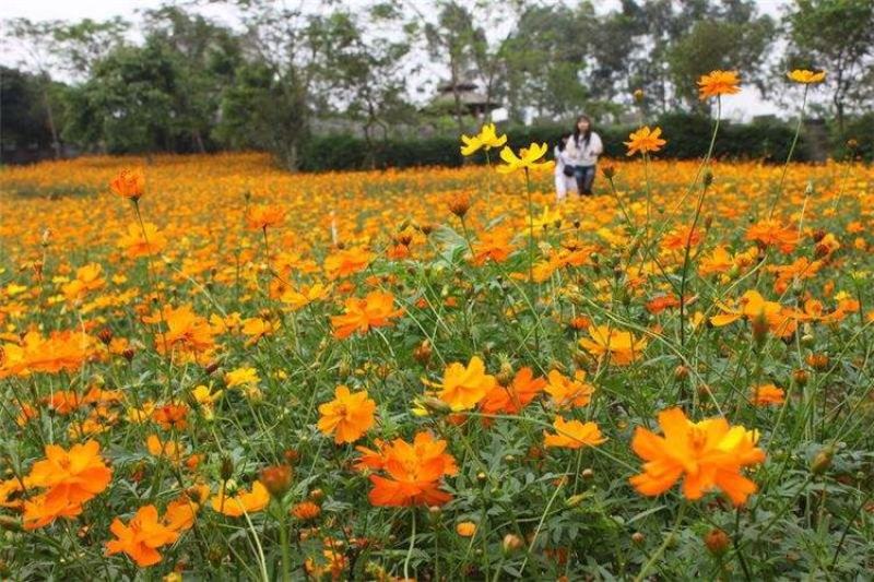 硫华菊种子，四季种植花海名宿景观绿化花卉种子硫华菊花种子