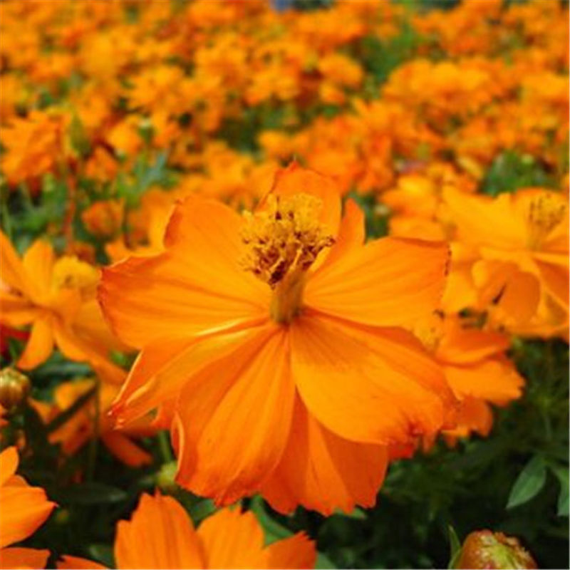 硫华菊种子，四季种植花海名宿景观绿化花卉种子硫华菊花种子