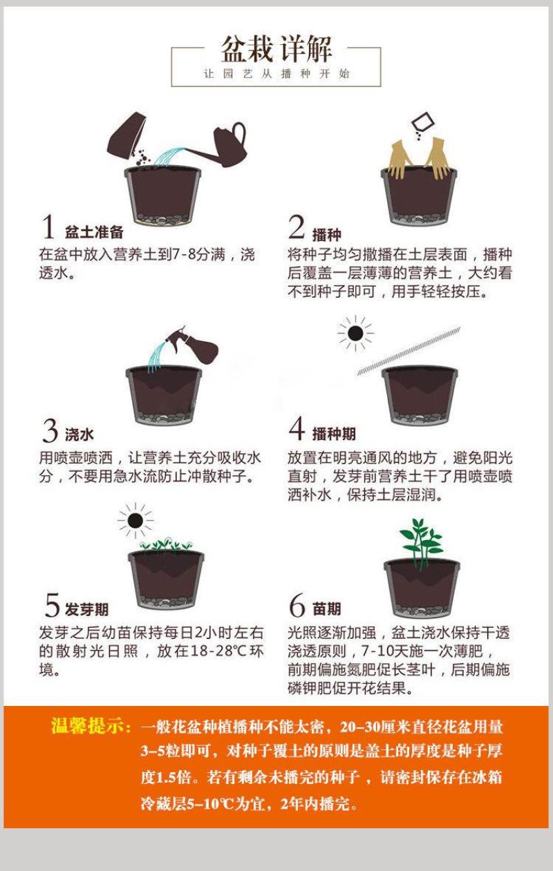 硫华菊种子，四季种植花海名宿景观绿化花卉种子硫华菊花种子