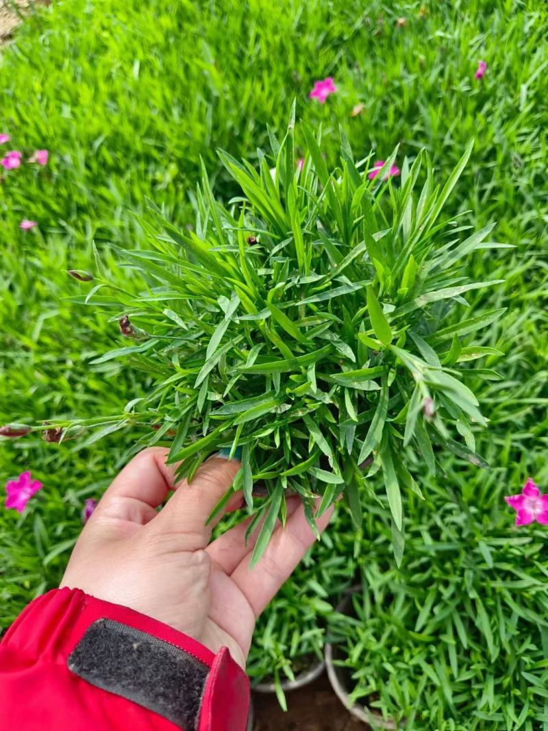 优质欧石竹欧石竹草坪量大便宜好货基地直发