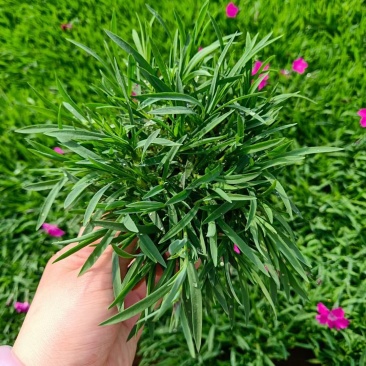 优质欧石竹欧石竹草坪量大便宜好货基地直发