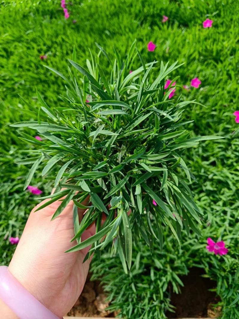 优质欧石竹欧石竹草坪量大便宜好货基地直发