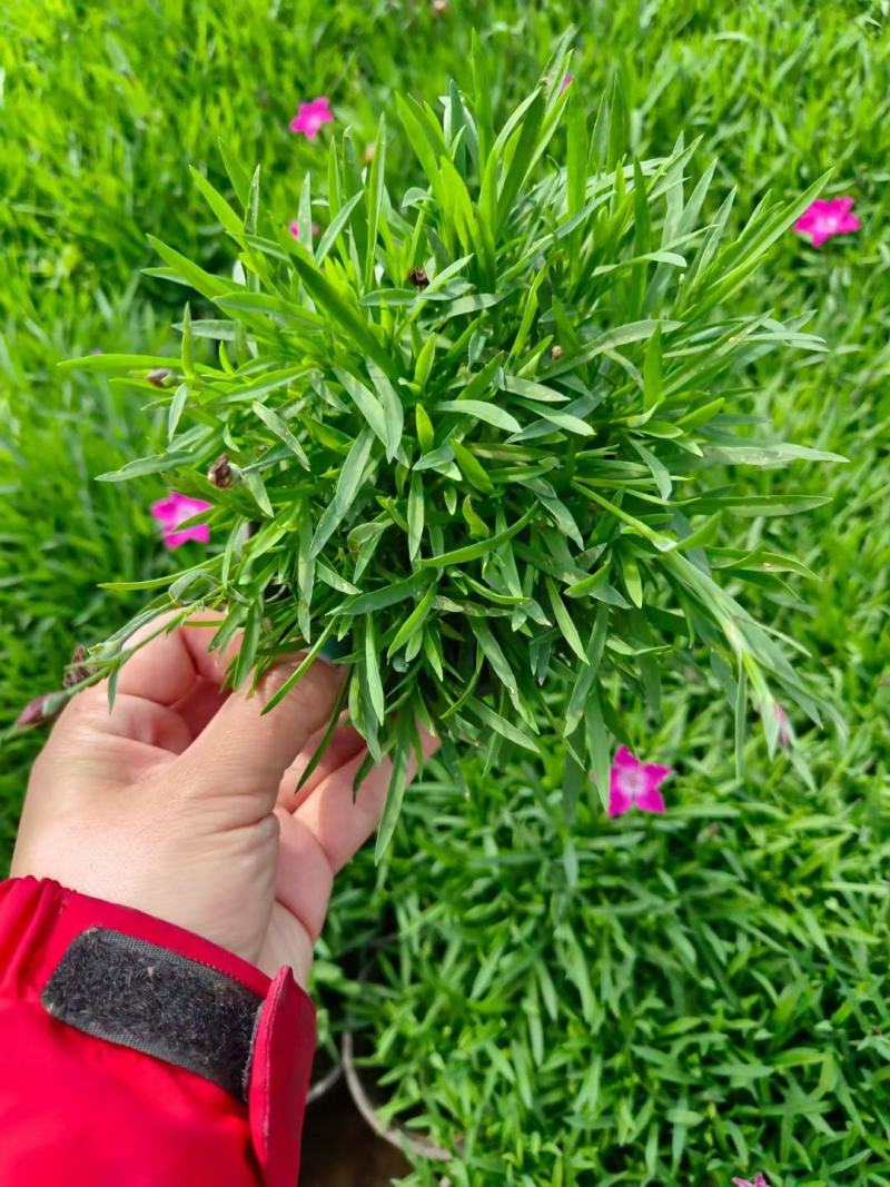 优质欧石竹欧石竹草坪量大便宜好货基地直发