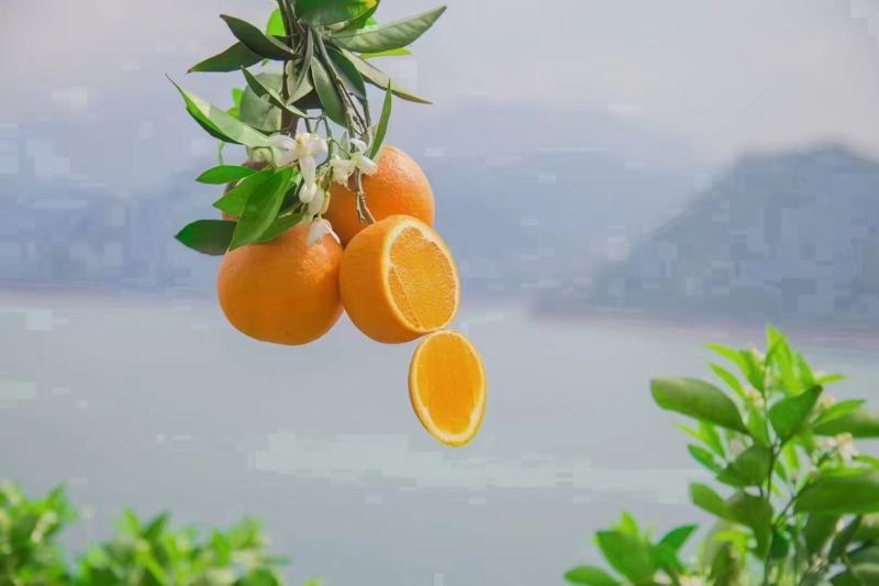 伦晚脐橙春橙纯甜化喳树上鲜果先摘现发质量保证坏果包赔