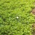 大量优质皇后芹菜苗正在出售中：新棚头茬苗：无病缓苗快：