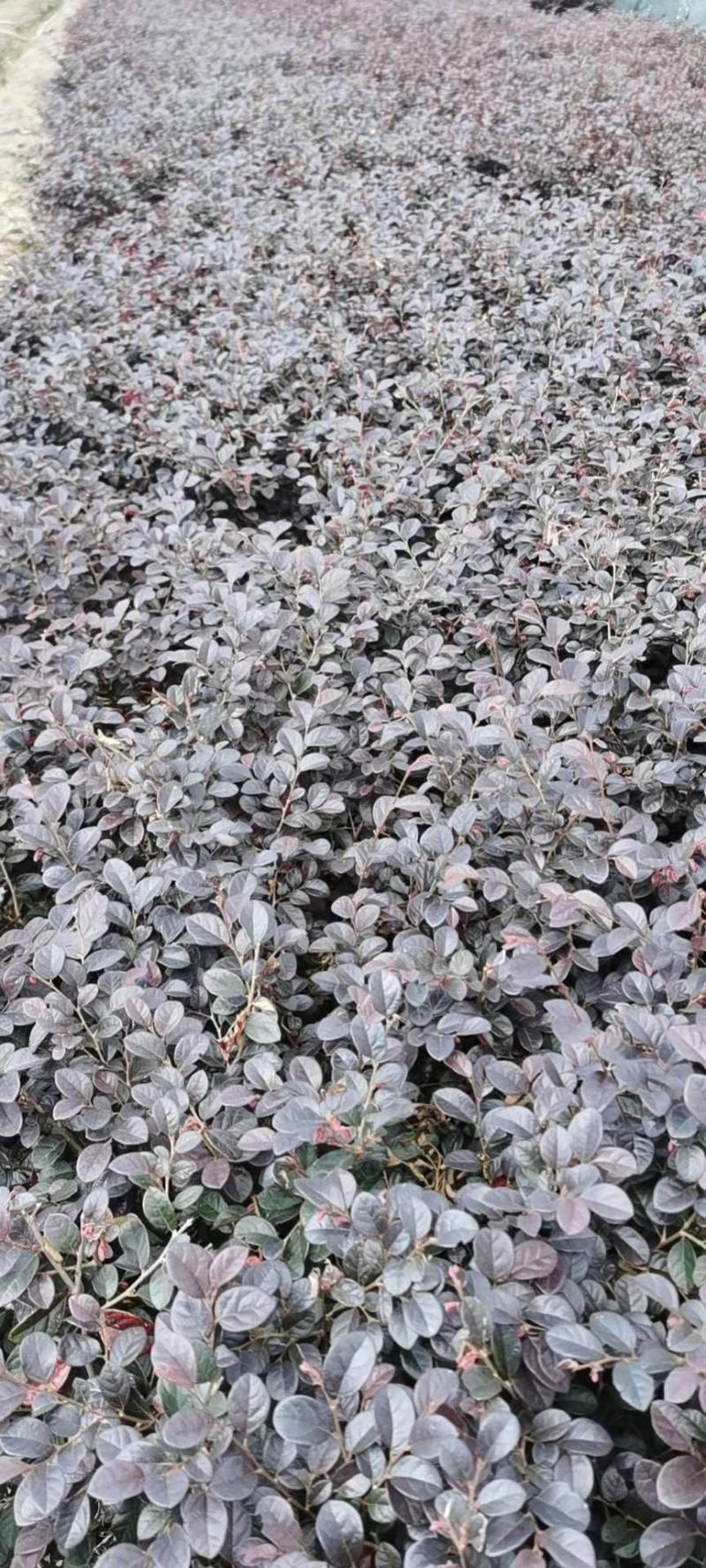 红花继木小毛球红花继木毛球红花继木红花继木小苗