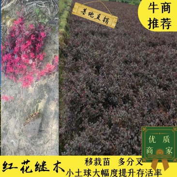 红花继木小毛球红花继木毛球红花继木红花继木小苗