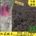 红花继木小毛球红花继木毛球红花继木红花继木小苗