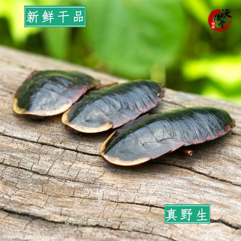 金边土鳖虫金边土元大个广西野生土元土鳖虫磨粉