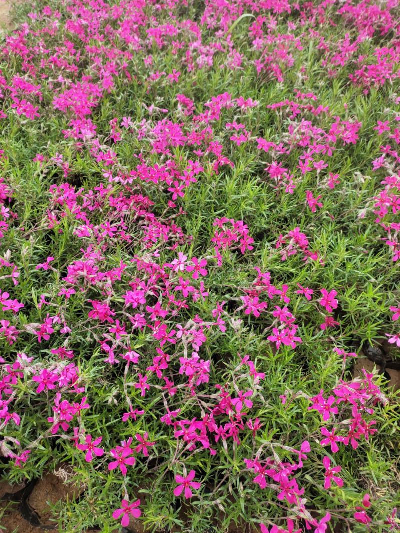 丛生福禄考种植基地丛生福禄考产地丛生福禄考价格