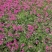 花海用丛生福禄考价格丛生福禄考产地青州丛生福禄考