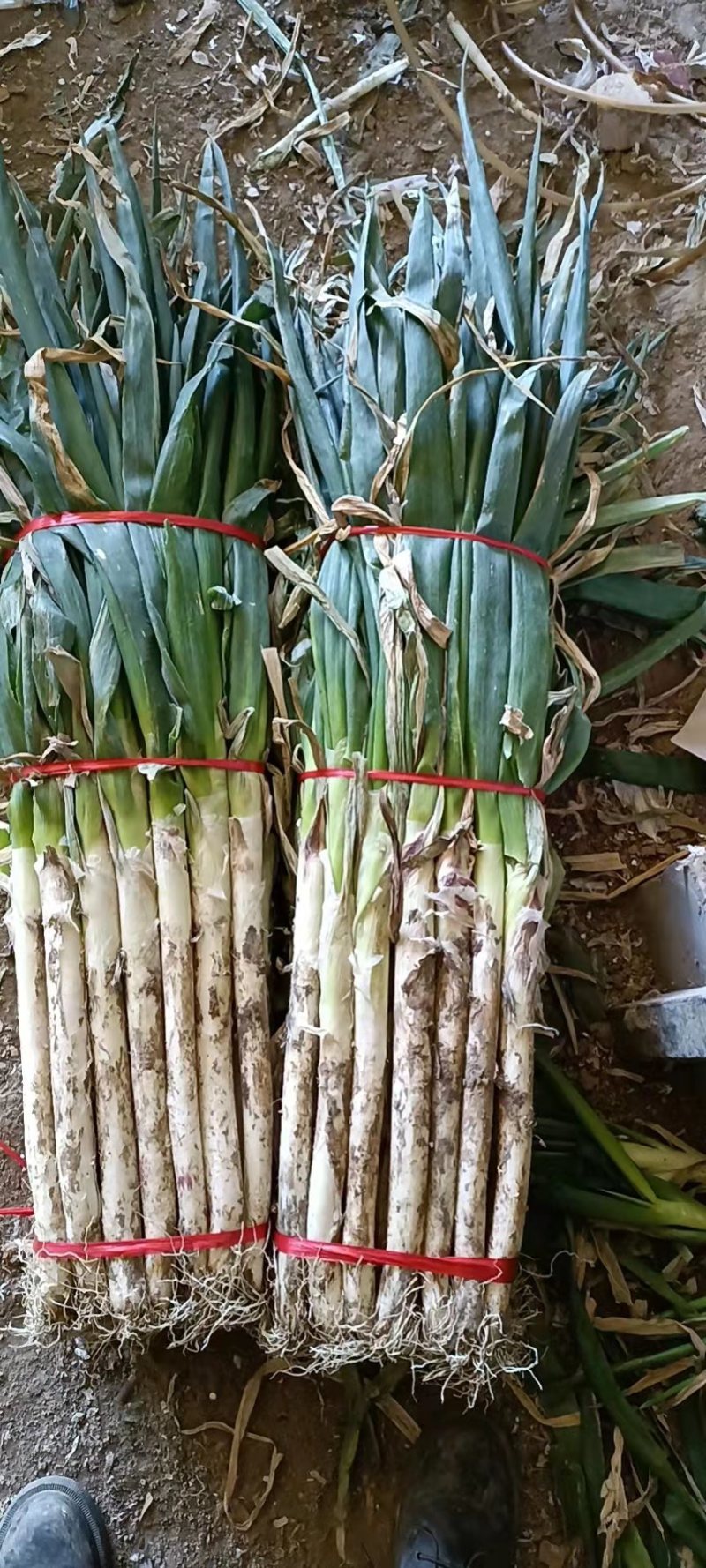 河北邯郸大葱，铁杆大葱，对接批发货源充足量大从优