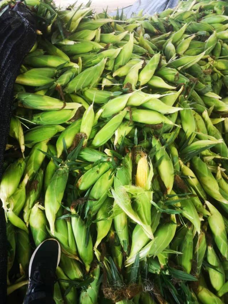 精品水果玉米.太阳花大量有货精品质量颗粒饱满